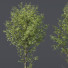 Árboles HQ Plantas Alnus Glutinosa - Pandora-land