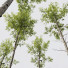 Árboles HQ Plantas Alnus Glutinosa - Pandora-land