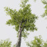 Árboles HQ Plantas Alnus Glutinosa - Pandora-land