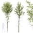 Árboles HQ Plantas Alnus Glutinosa - Pandora-land