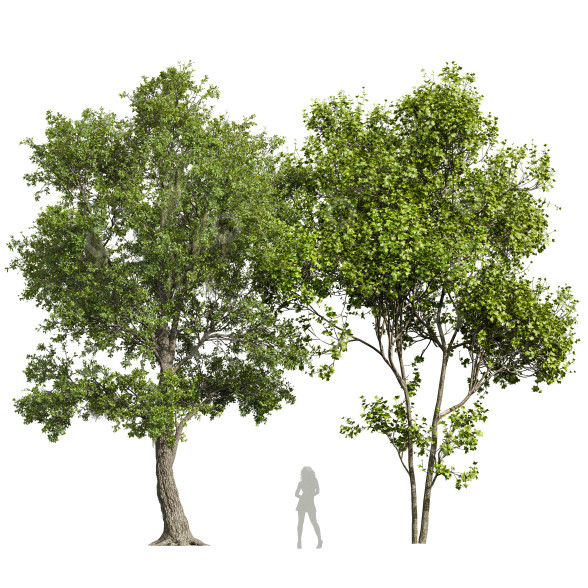 Baum Engel Eiche Lebendig 3D-Modell