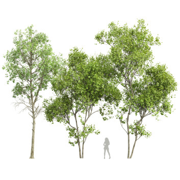 Árboles Fagus Sylvatica y Acer Saccharinum Verano