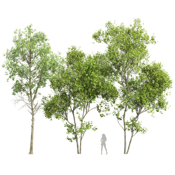 Drzewa Fagus Sylvatica and Acer Saccharinum Summer model 3D