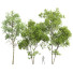 Drzewa Fagus Sylvatica and Acer Saccharinum Summer - Pandora-land