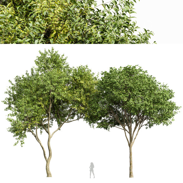 Árboles Eucalipto y Gran Alegría Perfume Naranja Michelia Champaca Modelo 3D