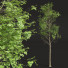 Drzewa Fagus Sylvatica and Cinnamomum Camphora - Pandora-land