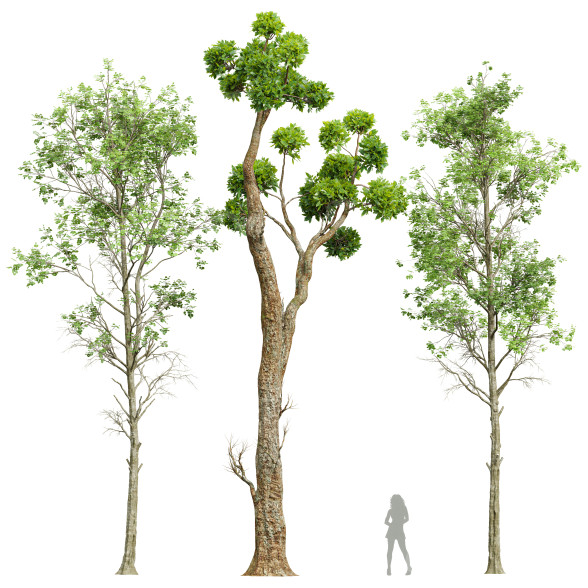 Drzewa Fagus Sylvatica and Cinnamomum Camphora model 3D