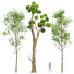 Drzewa Fagus Sylvatica and Cinnamomum Camphora - Pandora-land