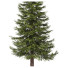 Árboles Abies - DmytroSer