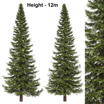 Árboles Abies
