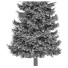 Árboles Abies - DmytroSer