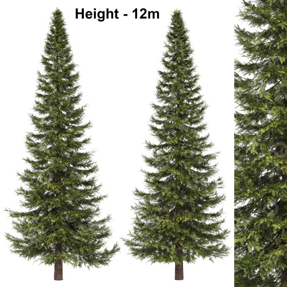 Árboles Abies Modelo 3D