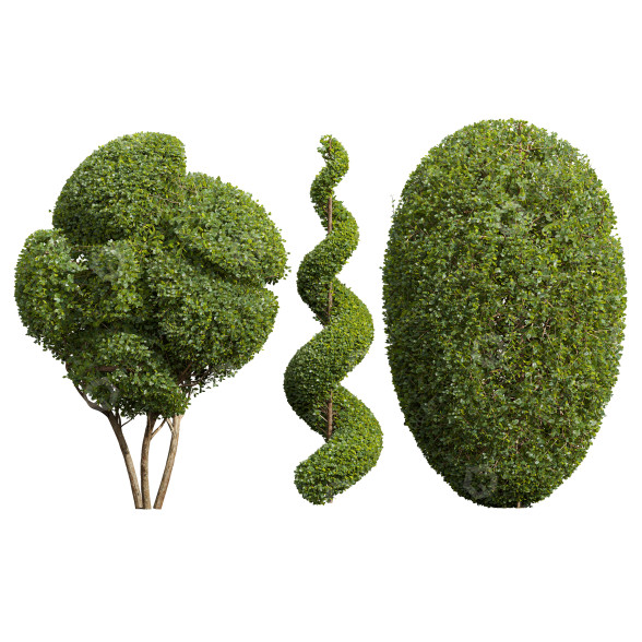 Bäume Ficus Concinna Bonsai 3D-Modell