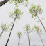 Drzewa HQ Plants Acer Pseudoplatanus 03 - Pandora-land