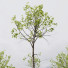 Drzewa HQ Plants Acer Pseudoplatanus 03 - Pandora-land