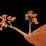 Drzewa HQ Plants Acer Pseudoplatanus 03 - Pandora-land