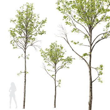 Drzewa  HQ Plants Acer Pseudoplatanus 03 Model 3D
