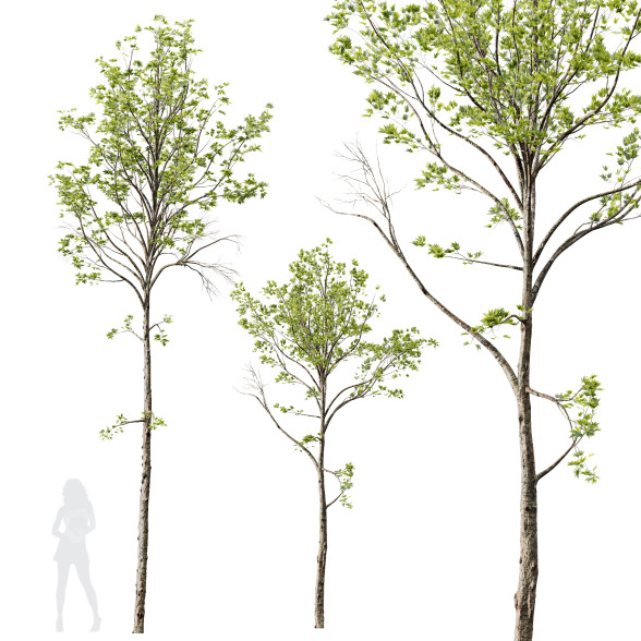 Drzewa HQ Plants Acer Pseudoplatanus 03 model 3D