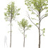 Drzewa HQ Plants Acer Pseudoplatanus 03 - Pandora-land