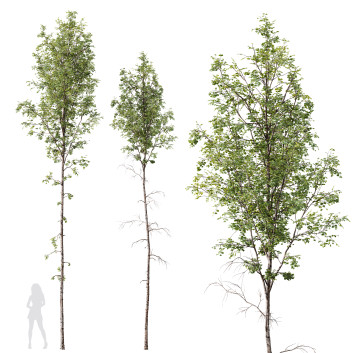 Drzewa  Betula Pendula Model 3D