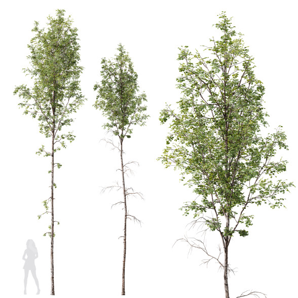 Drzewa Betula Pendula model 3D