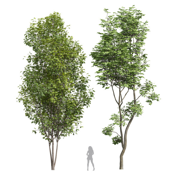 Árboles Acer Saccharinum y Hojas de Avellana Modelo 3D