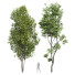 Árboles Acer Saccharinum y Hojas de Avellana - Pandora-land