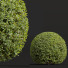 Büsche Ligustrum quihoui und ficus concinna bonsai beschnitten - Pandora-land