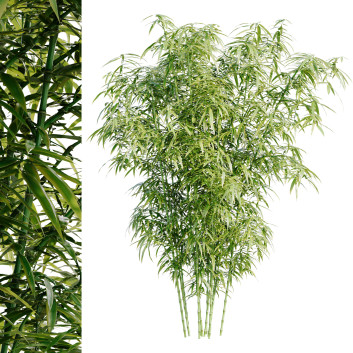 Gras Bambusstrauch