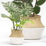 Plantas en macetas Conjunto 01 - farshidtavakoli