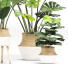 Plantas en macetas Conjunto 01 - farshidtavakoli