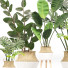 Plantas en macetas Conjunto 01 - farshidtavakoli