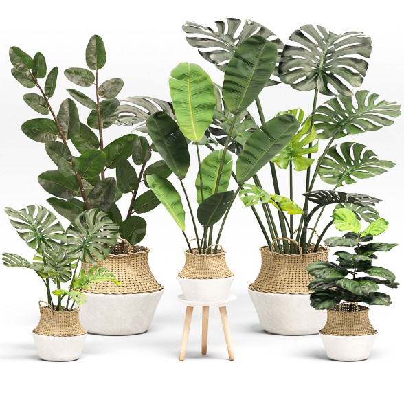 Plantas en macetas Conjunto 01 Modelo 3D
