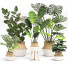 Plantas en macetas Conjunto 01 - farshidtavakoli