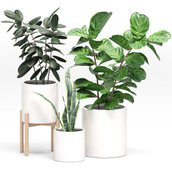 Plantas en macetas  Conjunto 02 Modelo 3D