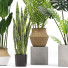 Plantas en macetas Conjunto 03 - farshidtavakoli