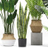 Plantas en macetas Conjunto 03 - farshidtavakoli