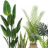 Plantas en macetas Conjunto 03 - farshidtavakoli
