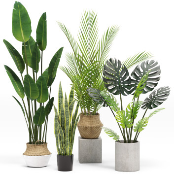 Plantas en macetas  Conjunto 03 Modelo 3D