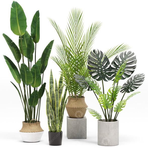 Plantas en macetas Conjunto 03 Modelo 3D