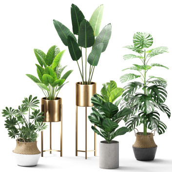 Plantas en macetas  Conjunto 04 Modelo 3D