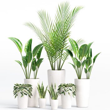 Plantas en macetas  Conjunto de plantas de interior 05 Modelo 3D