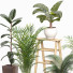 Plantas en macetas Conjunto de plantas de interior 06 - farshidtavakoli