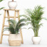 Plantas en macetas Conjunto de plantas de interior 06 - farshidtavakoli