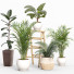 Plantas en macetas Conjunto de plantas de interior 06 - farshidtavakoli