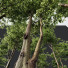 Drzewa HQ Plants Carpinus Betulus 02 - Pandora-land