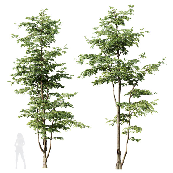 Drzewa HQ Plants Carpinus Betulus 02 model 3D