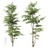 Drzewa HQ Plants Carpinus Betulus 02 - Pandora-land