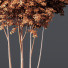 Drzewa Japanese Cherry Leaf and Ash Tree - Pandora-land