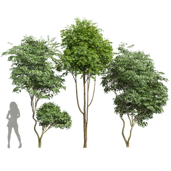 Drzewa Japanese Cherry Leaf and Ash Tree model 3D